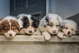 Personable Pets 100 Best Free Pet Adorable Animal And Dog Photos On Unsplash Hunde