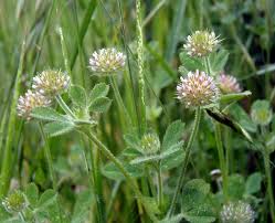 Image result for Trifolium masaiense