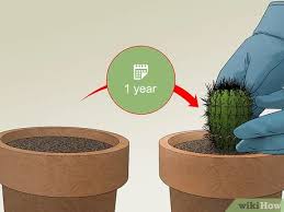 A cactus tends to be shallow rooted—this allows it to quickly take up any moisture in the soil from rain or dew. 3 Ways To Care For A Cactus Wikihow