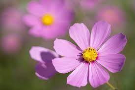 October Birth Flower Marigold Cosmos Growing Family October Birth Flowers Birth Flowers Birth Month Flowers