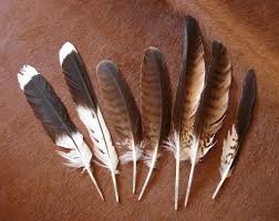 Hawk Feathers Hawk Feathers Feather Feather Tat