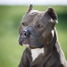 American university student health center staff listing. American Staffordshire Terrier Races De Chiens Chien American Terrier