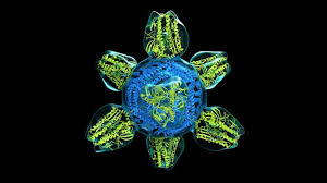 50 Striking Microscopic Images Of Viruses And Bacteria The Weather Channel Articles From The Weather Channel Weather Com Researchers at rml imaged samples of the virus and cells taken from a u.s. of viruses and bacteria