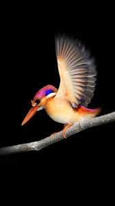 Woodpecker Microsoft Surface Minimal 720x1280 Wallpaper Bird Wallpaper Beautiful Birds Colorful Birds