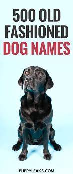 Sometimes the simplest names are the best. 500 Old Fashioned Dog Names Puppy Leaks