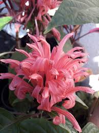 Image result for Justicia sp. A cf. engleriana