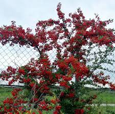 Image result for Pyracantha coccinea red column