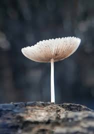 Image result for Coprinus lagopus