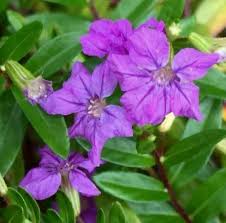 Image result for Cuphea hyssopifolia