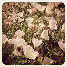 Maybe you would like to learn more about one of these? Anyone Know What Kind Of Flowers These Are Sean Duran Flickr