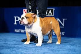 Bulldog if people off the street without a clue cant instantly recognise what your breeding as an american. Philly S Dog Show Highlighted The English Bulldog But The Breed Carries A High Risk Of Health Woes