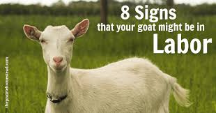 Its definitely not fully passed. Goat 101 How To Tell When Your Goat Is In Labor Or Getting Close The Prairie Homestead