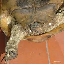 Basic Information Sheet Greek Or Spur Thighed Tortoise