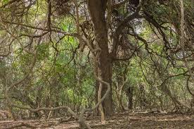 Image result for Newtonia hildebrandtii