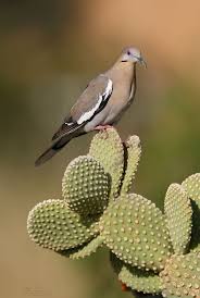 Birds Of The Southwest Usa White Winged Dove Dove Hunting Upland Bird Hunting Hummingbirds Photography