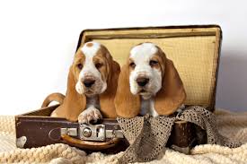 There is also a good chance that you will be able to meet the puppies that are displayed. 5 Things To Know About Basset Hound Puppies Greenfield Puppies