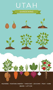 This includes spinach, collards, kale, mustard, and turnip greens. What Are The Best Veggies To Grow In Your Utah Garden Healthy You When To Plant Vegetables Veggies To Grow Healthy Garden
