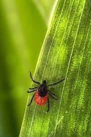 Spray the plants and concrete with insecticidal soap to smother the clover mites if water doesn't seem to get rid of them. How To Get Rid Of Clover Mites Kill Clover Mites