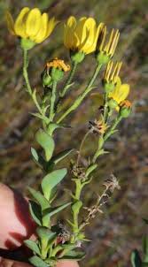 Image result for Osteospermum monocephalum