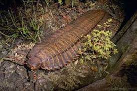 Arthropods Prehistoric Animals Prehistoric Creatures Prehistoric