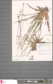 Image result for Eriocaulon abyssinicum