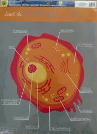 How to teach plant and animal cells. Teaching Tree 2 Educational Posters Inside The Animal Cell Inside The Plant Cell Grades 4 6 Amazon Com Books