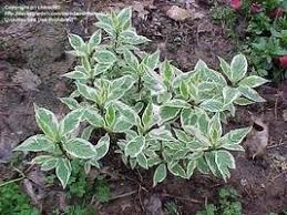Red twig dogwoods can spread between and 12 feet in width with a. Red Twig Dogwoods A Shrub For All Seasons Dave S Garden