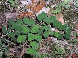 Image result for Pellaea angulosa