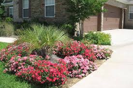 See more ideas about knockout roses, double knockout roses, plants. Drift Rose Care Colors And Landscape Ideas Plantingtree