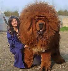 30 Gigantic Dogs In The World You Wona T Believe Are Actually Real Dogs Giantdogs Adorablepets Cutedogs Big Dog Breeds Expensive Dogs Most Expensive Dog