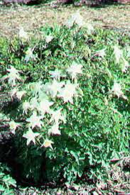 Jul 06, 2021 · since phenomenal lavender is so cold hardy it is one of the best lavenders to grow in colorado. 1031 Columbine Planttalk Colorado