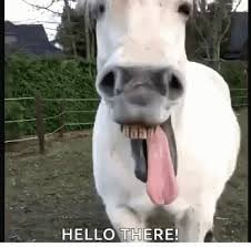 Funny Horse Gifs Tenor Download the perfect happy birthday smiling horse photograph by jt photodesign! funny horse gifs tenor
