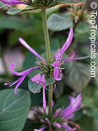 Image result for Hypoestes aristata