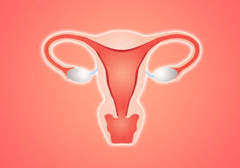 Ovaries are small organs located on each side of a women's pelvis. Radical New View Of Ovarian Cancer Implicates A Neglected Origin Stat