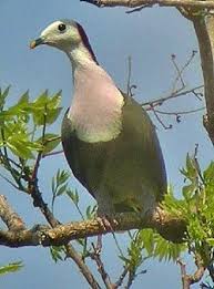 Afrika Yesil Jambu Guvercini Treron Calvus Albumunden Fotograf Google Fotograflar Guzel Kuslar Hayvanlar Kus