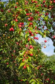 Some of the most basic materials a hearthling will require such as boards, wood blocks, boughs, and branches are only obtained from trees. Prunus Cerasifera Wikipedia