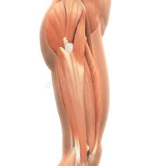 Together, the upper and lower legs and the feet make up half the length of the human figure. 2 Thigh Anatomy Free Stock Photos Stockfreeimages
