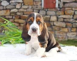 Image result for basset hound
