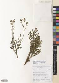 Image result for Acrotome thorncroftii