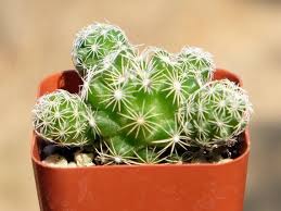 While the big spiky needles are more painful, they are easy to remove since you can usually grab them with tweezers or finger nails and pull them out. Thimble Cactus Mammillaria Gracilis Fragilis Rare Cactus Spiderweb White Needle Cactus Rare Succu Rare Succulents Succulents Succulents Decor