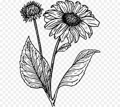 Maybe you would like to learn more about one of these? Sunflower Black And White