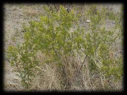 Image result for Searsia tenuinervis