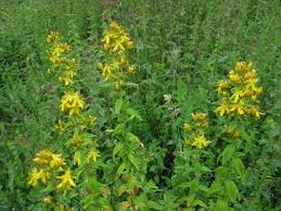 Image result for Hypericum quartinianum
