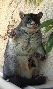 Possum With Bub In Pouch Lives In Our Shed Lol Bit Noisey At Night Unique Animals Animals Tree Frogs