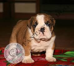 Bulldogs Lv The Swimming Puppy Syndrome