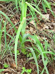Image result for Chlorophytum galpinii