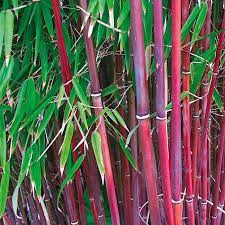 Red Stemmed Bamboo Plants From Ireland S Online Garden Shop Bamboo Plants For Sale Bamboo Plants Bamboo In Pots