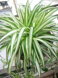 Raindrops Last Bedroom Plants Plants House Plants