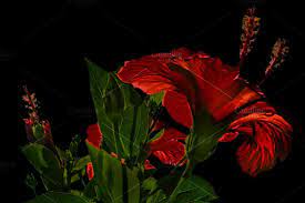 High Contrast Hibiscus Flower Photo Hibiscus Flowers Flower Photos Hibiscus