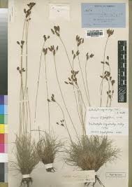 Image result for Cyperus margaritaceus